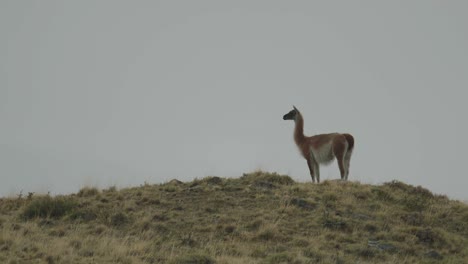 Guanaco-on-a-hill-looking-away-from-camera