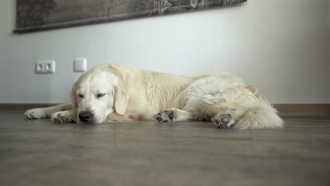 Close-up-of-white-dog-laying-on-the-ground-inside-with-its-head-on-its-paw-looking-tired-with-slow-pan