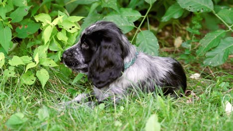Cute-Spaniel-Puppy-Dog-Chews-Green-Grass-And-Leaves,-Fixed-Soft-Focus