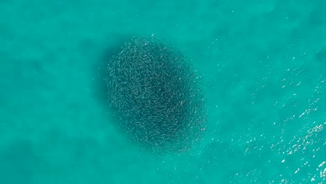 A-large-group-of-schooling-fish-swimming-in-the-same-direction-creating-a-circle-pattern