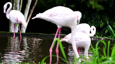 Gruppe-Von-Größeren-Flamingos-Am-Teich