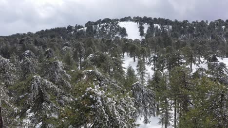 Snow-mountains-and-pine-woodlands-in-Mediterranean