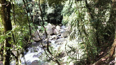 Tilt-shot,-fast-flowing-creek-and-rainforest,-Natural-Bridge-Waterfall-Springbrook,-Queensland