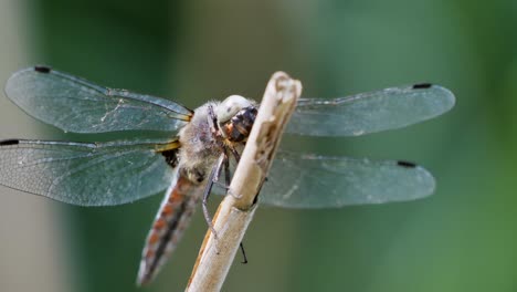 Libelle-Ruht-Auf-Einem-Zweig-Mit-Grünem-Hintergrund-Und-Fliegt-Davon