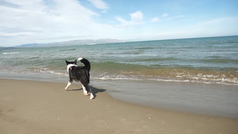 Border-collie-playing-with-water-on-the-beach