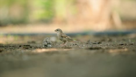 Indian-Roller-Bird-An-Einem-Wasserloch-In-Tadoba-Andhari-Tiger-Reserve-In-Indien