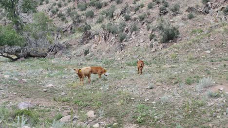 Three-calves-standing-in-a-dry-field-in-Colorado