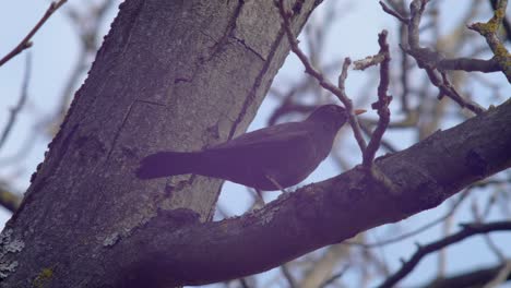 Medium-close-shot-of-a-Blackbird-sitting-on-a-branch-in-a-walnut-tree,-the-wind-combing-slightly-through-its-feathers