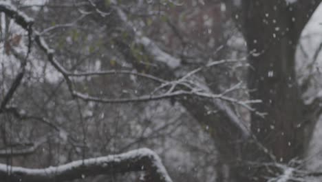 SLOW-MOTION:-Heavy-snowfall-in-front-of-a-tree
