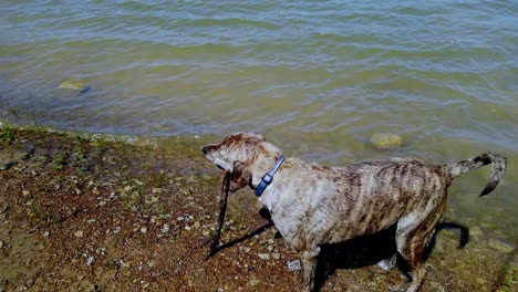 A-day-at-the-lake-swimming-for-this-Plott-Hound