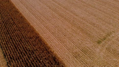 Aerial-drone-footage-with-backwards-revealing-corn-fields-with-camera-going-up