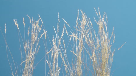 Medium-shot-of-a-group-of-grasses-waving-in-the-breeze