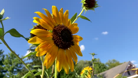 Bienen,-Die-In-Zeitlupe-Um-Sonnenblumen-Summen