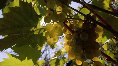 Grape-in-the-sunset-at-harvest