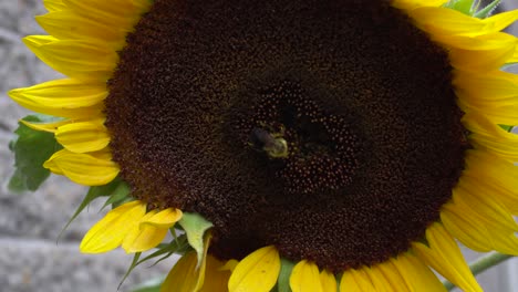 Closeup-footage-of-a-bee-working-in-a-sunflower