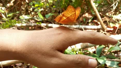 Der-Ungewöhnliche-Schmetterling,-Der-Auf-Der-Hand-Eines-Menschen-Sitzt-Und-Mit-Den-Flügeln-Um-Die-Hand-Saugt-Und-Schlägt