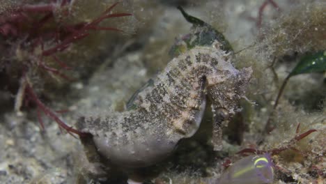 A-pregnant-common-seahorse-attached-to-some-marine-vegetation-swaying-about-in-the-ocean-current