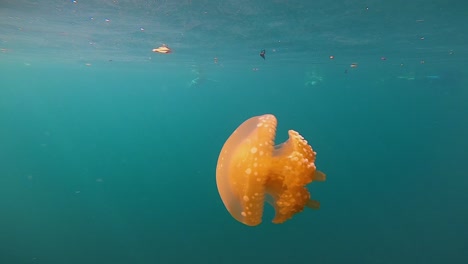 a-orange-jellyfish-swimming-in-slow-motion