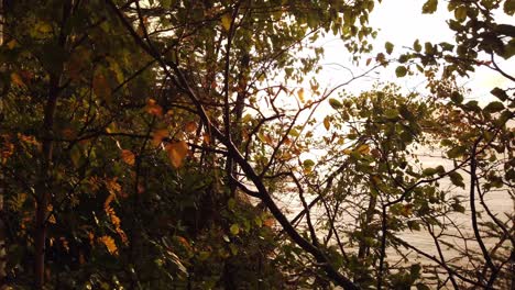 Sonnenuntergang-Lake-Superior,-Bäume,-Goldene-Stunde,-Filmisch
