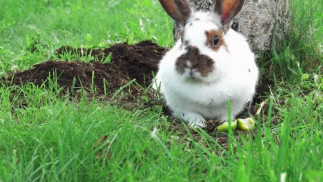 Schöne-Und-Süße-Weiße-Kaninchen-Liegen-Auf-Dem-Boden-Und-Genießen-Ihre-Mahlzeit,-Während-Sie-Von-Grünem-Gras-Und-Weißem-Baum-Dahinter-Umgeben-Sind