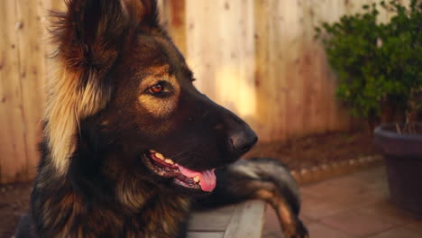 Ein-Wunderschöner-Deutscher-Schäferhund,-Der-Auf-Eine-Belohnung-Von-Ihrem-Menschlichen-Freund-Wartet