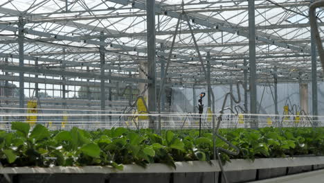 Water-sprinkler-system-in-industrial-strawberry-greenhouse.-Static