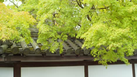 Green-momiji-leaves-hovering-over-a-traditional-Japanese-rooftop-panels-in-Kyoto,-Japan-soft-lighting-slow-motion-4K