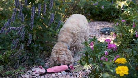 Cute-Dog-Finds-his-Pig-Toy-and-Licks-It-on-a-Colorful-Green-Flower-Garden-Path,-FIxed-Soft-Focus