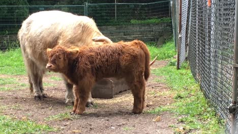 West-Highland-Cattle,-cow-cleans-calf,-High-Park-Zoo