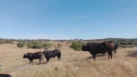 Drone-footage-of-a-cattle-of-bulls-in-a-field-in-Alentejo,-Portugal