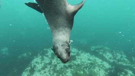Close-encounter-with-curious-sea-lion-in-slow-motion,-South-Africa