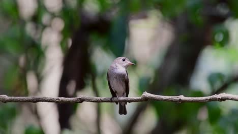 El-Papamoscas-Marrón-Asiático-Es-Un-Pequeño-Pájaro-Paseriforme-Que-Se-Reproduce-En-Japón,-Himalaya-Y-Siberia