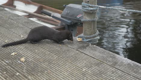 Wild-mink-eats-bread-on-jetty-SLOW-MOTION-SHOT