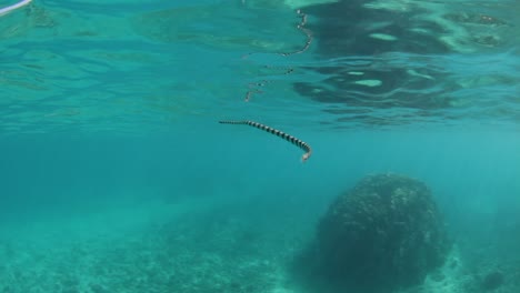 A-Banded-sea-snake-swimming-through-the-water-looking-for-prey-to-eat