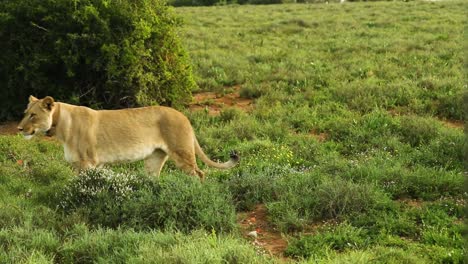 Lioness-looking-for-prey-in-savanna-grassland,-walks-away,-side-view
