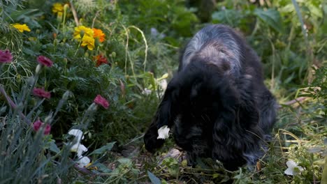 Cute-Spaniel-Puppy-Dog-Stops-to-Smell-the-Roses-in-Slow-Motion,-Fixed-Soft-Focus