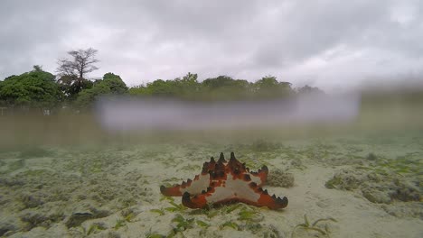A-video-of-a-starfish-on-the-bottom-of-the-ocean-with-a-view-of-a-tropical-island