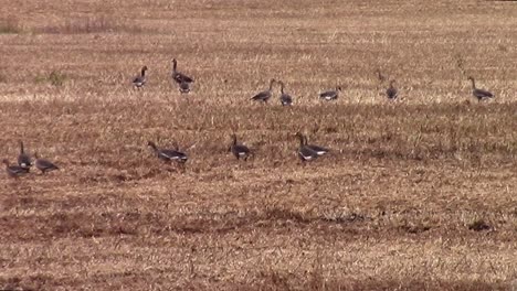 Geese-wandering-around-in-the-stubble-of-a-pea-field