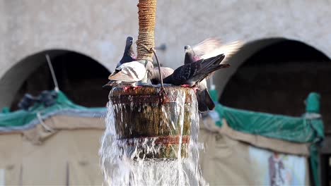 Pigeons-playing-with-water-at-Souq-Waqif-in-Doha,-Qatar