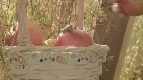 Hand-filling-basket-with-healthy-fruit-apple-banana-snack-from-basket-in-rural-scene