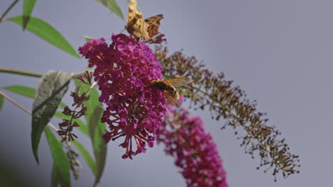 Butterfly-and-bee-on-pink-buddleja-flower-collecting-nectar,-240fps