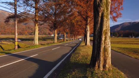 Autumn-sunrise-scene-as-cars-drive-along-tree-lined-road-in-Shiga,-Japan