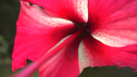 Macro-zoom-in-close-up-to-pink-Hibiscus-flower-bud-in-slow-motion