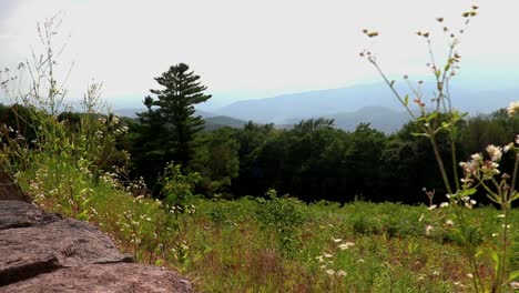 Blue-Ridge-Mountains-Im-Sommer-Und-Eine-Weite-Wiese-Voller-Wildblumen-Und-Schmetterlinge-Hinter-Einer-Steinmauer