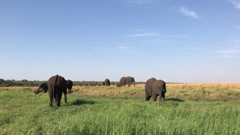 Afrikanische-Elefanten-Fressen-Gras-Auf-Der-Grünen-Savanne-In-Der-Nähe-Des-Chobe-Flusses