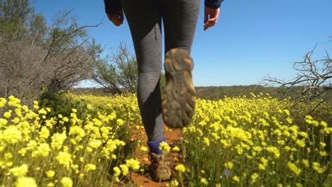 Following-hikers-feet-walking-trail-through-yellow-wildflowers-and-gnarled-trees,-Western-Australia