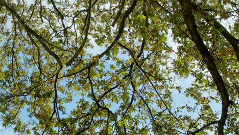 Handgehaltener-Extrem-Niedriger-Winkel-Aus-Der-Perspektive-Der-Würmer-Von-Grünen-Und-Teilweise-Goldenen-Blättern-Auf-Bäumen-Gegen-Den-Blauen-Und-Sonnigen-Himmel-Im-Südafrikanischen-Wald