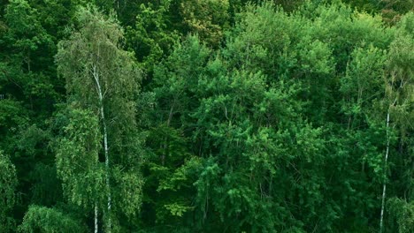 Drone-view-of-green-trees-growing-at-a-lake