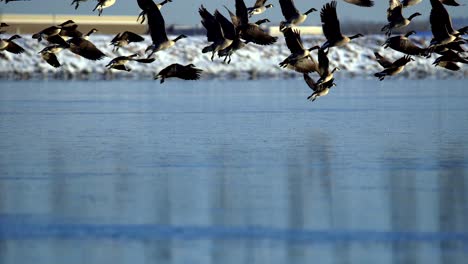 Canada-geese-taking-off-from-the-surface-of-a-frozen-lake