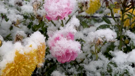 Rosa-Und-Gelbe-Blumen,-Die-Mit-Fallendem-Schnee-Bedeckt-Sind
